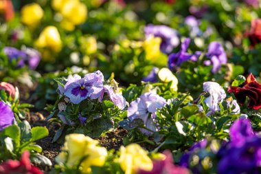 Bahar sabahı güneşi altında renkli hanım evlatlarıyla çiçek tarhı, yakın çekim, seçici odak