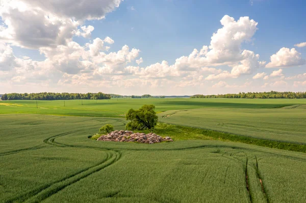 Uitzicht Van Boven Eenzame Boom Met Schaduw Een Groen Veld — Stockfoto