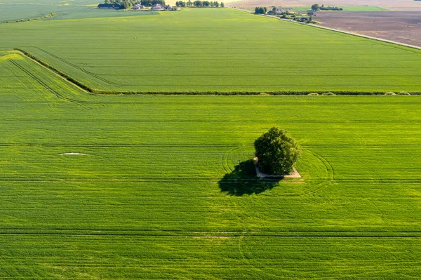 View Lonely Tree Shadow Green Agricultural Field — 图库照片