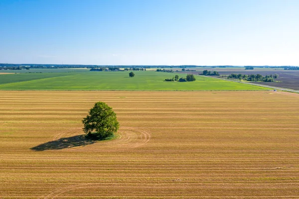 Aerial Landscape Lonely Tree Mowed Cereal Field Sunny Afternoon — Stock Photo, Image