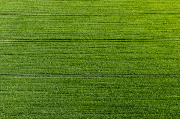 Grünes Landwirtschaftliches Feld Von Oben Mit Streifen Abstraktes Natürliches Muster — Stockfoto