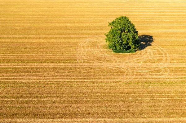 Aerial Landscape Lonely Tree Mowed Cereal Field Sunny Afternoon — Foto de Stock