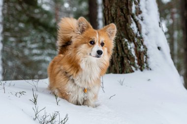 Galli Corgi Pembroke, güzel bir kış ormanında yürüyüş yapıyor.