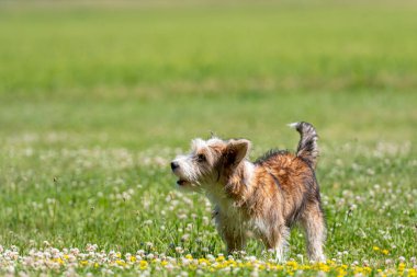 Güzel melez köpek yavrusu güneşli bir yaz gününde çimlerde oynuyor.