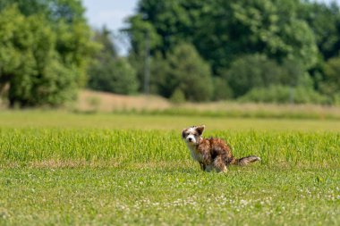 Güzel melez köpek güneşli bir yaz gününde çimlere sıçıyor.