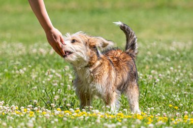 Güzel melez köpek yavrusu güneşli bir yaz gününde çimlerde oynuyor.