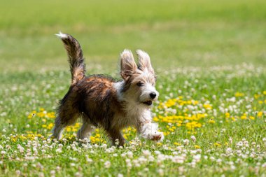 Güzel melez köpek yavrusu güneşli bir yaz gününde çimlerde oynuyor.