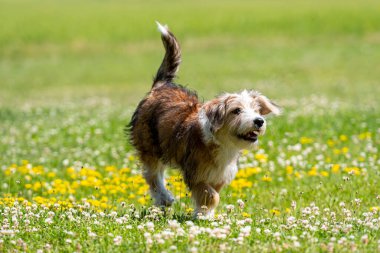 Güzel melez köpek yavrusu güneşli bir yaz gününde çimlerde oynuyor.