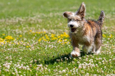 Güzel melez köpek yavrusu güneşli bir yaz gününde çimlerde oynuyor.