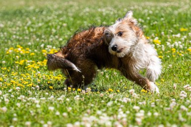 Güzel melez köpek yavrusu güneşli bir yaz gününde çimlerde oynuyor.