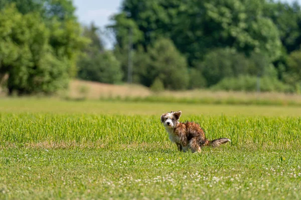 Güzel melez köpek güneşli bir yaz gününde çimlere sıçıyor.