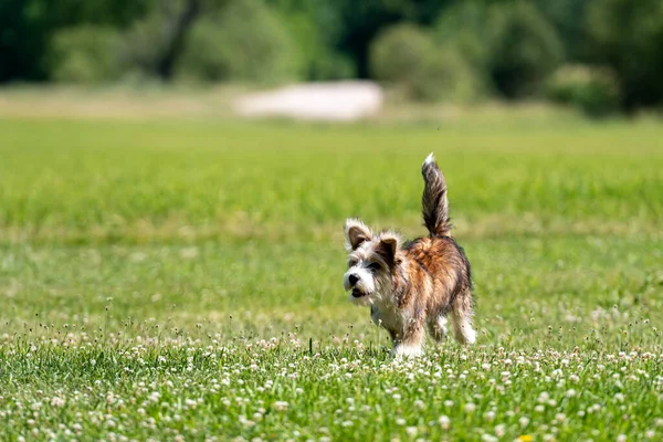 阳光明媚的夏日 在草坪上玩耍的漂亮的混种小狗 — 图库照片