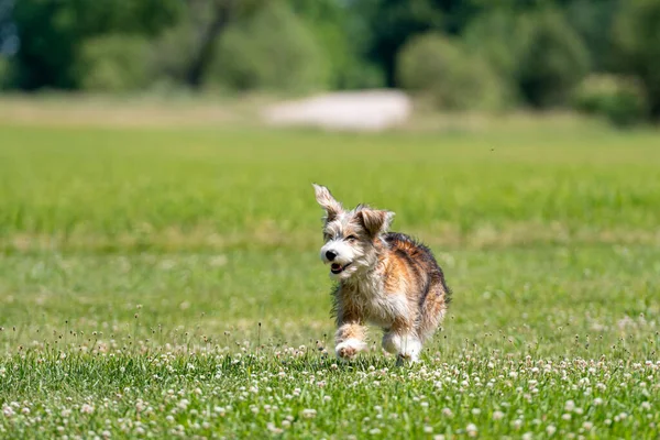 Belle Race Mixte Chiot Jouant Sur Pelouse Par Une Journée — Photo