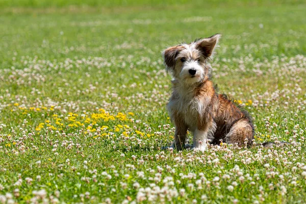 Belle Race Mixte Chiot Jouant Sur Pelouse Par Une Journée — Photo