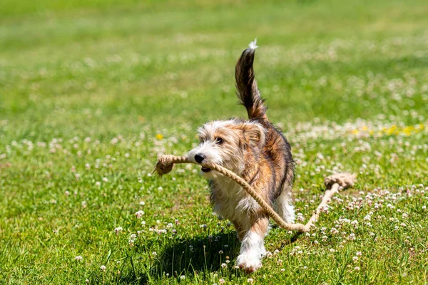 Schöner Mischlingshund Der Einem Sonnigen Sommertag Auf Dem Rasen Mit — Stockfoto