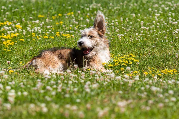 Belle Race Mixte Chiot Jouant Sur Pelouse Par Une Journée — Photo