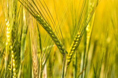 Buğday kulaklarını kapat, yaz günlerinde buğday tarlası, hasat zamanı, seçici odaklanma.