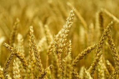 Buğday kulaklarını kapat, yaz günlerinde buğday tarlası, hasat zamanı, seçici odaklanma.