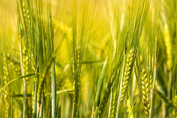 Pšeničné Ucho Pěstované Zemědělském Poli Zelené Nezralé Obiloviny Detailní Záběr — Stock fotografie