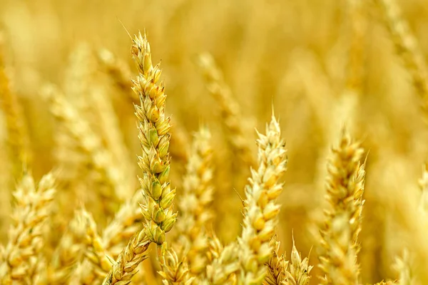 Zblízka Pšeničných Uší Pole Pšenice Letním Dni Období Sklizně Selektivní — Stock fotografie