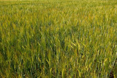 Olgunlaşmamış yeşil buğdaylı tarla, buğday başakları, doku etkisi, üst görüş, yukarıdan görüş