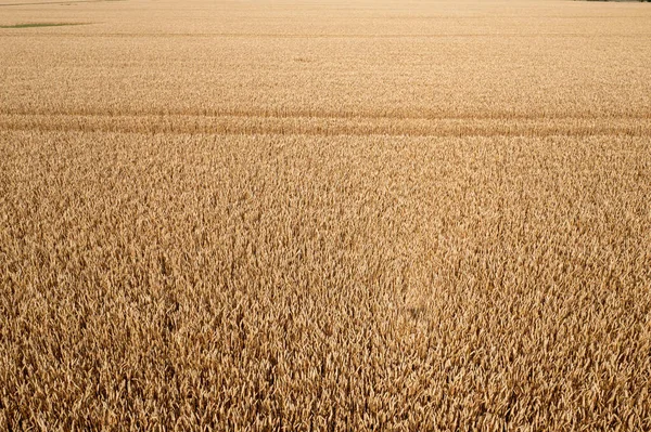 从空中俯瞰麦田和拖拉机轨道 农业纹理 小麦农场 — 图库照片