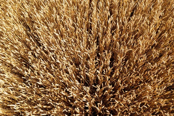 Wheat Field Top View Ears Wheat Golden Ripe Field Wheat — Stock Photo, Image