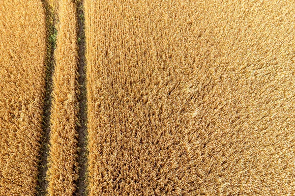 Vista Aérea Del Campo Trigo Pistas Desde Tractor Textura Agrícola —  Fotos de Stock