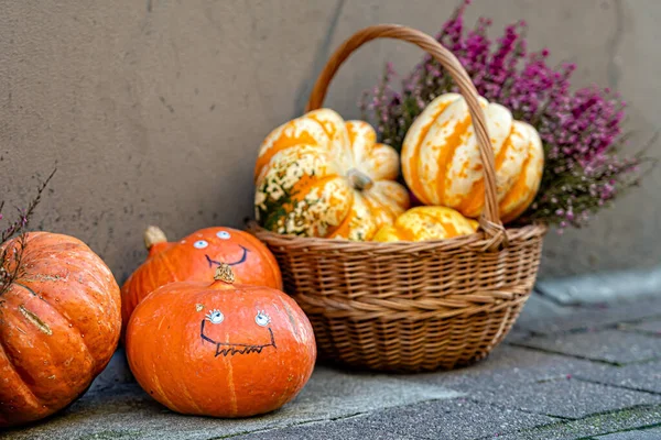 Décor Halloween Avec Diverses Citrouilles Fleurs Cultures Automne Cueillette Récolte — Photo