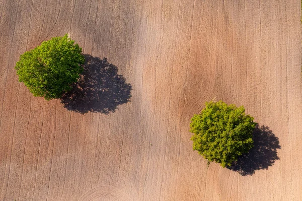 Góry Dół Widok Powietrza Dwa Drzewa Środku Pola Uprawnego Pole — Zdjęcie stockowe