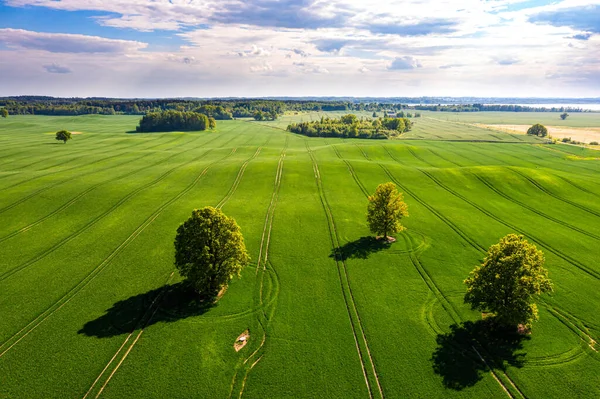 Uitzicht Van Bovenaf Verschillende Bomen Met Schaduwen Een Groen Veld — Stockfoto