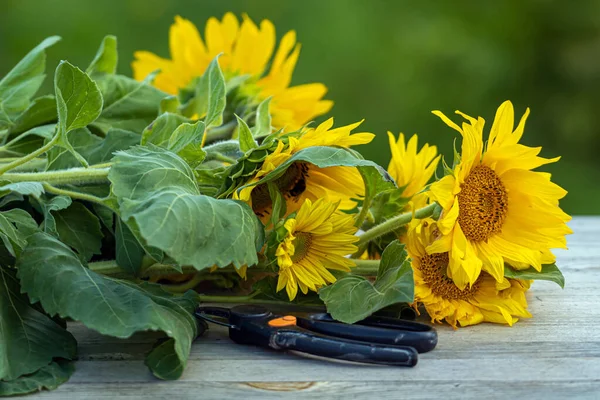 cut bouquet of sunflowers and garden scissors on the table, closeup