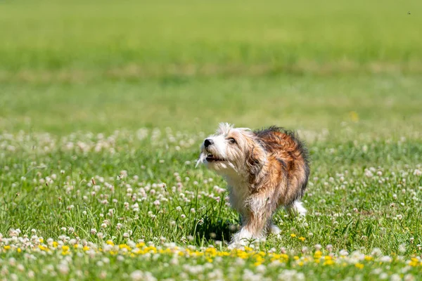 Schöne Mischlingswelpen Spielen Auf Dem Rasen Einem Sonnigen Sommertag — Stockfoto