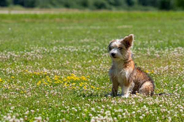 Belle Race Mixte Chiot Jouant Sur Pelouse Par Une Journée — Photo