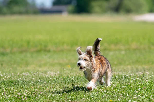阳光明媚的夏日 在草坪上玩耍的漂亮的混种小狗 — 图库照片