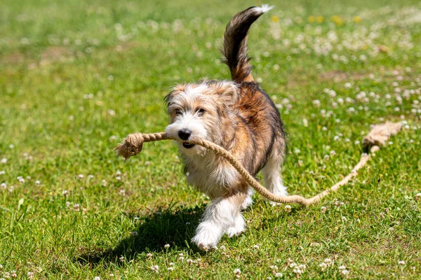 Anjing Baik Ras Campuran Bermain Halaman Dengan Tali Pada Hari — Stok Foto