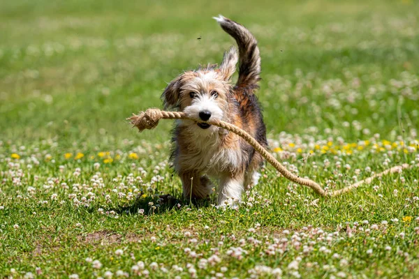 Trevlig Blandras Hund Leker Gräsmattan Med Ett Rep Solig Sommardag — Stockfoto
