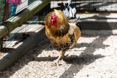 Horoz siki, renkli horoz, kümes hayvanı çiftliği, horoz. Çiftliğin avlusunda, yakın plan.