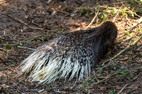 closeup the malayan porcupine animal is sleep and rest