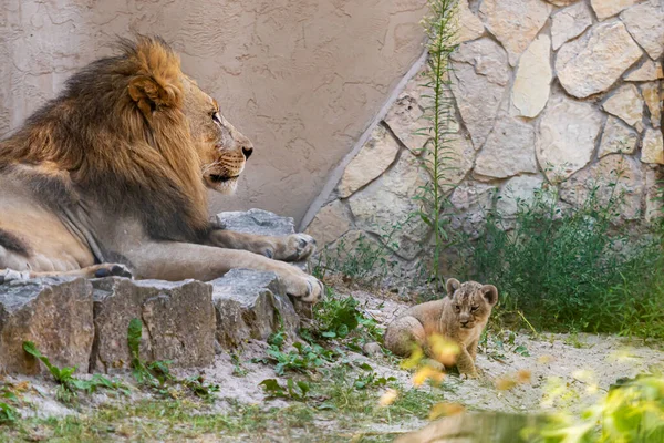 Couple Lions Afrique Australe Panthera Leo Repose Sur Les Rochers — Photo