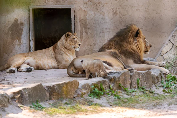 Couple Lions Afrique Australe Panthera Leo Repose Sur Les Rochers — Photo