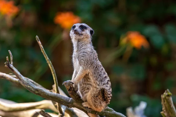 Mirket Suricata Suricatta Doğal Yeşil Arka Planlı Bir Ağacın Üzerinde — Stok fotoğraf