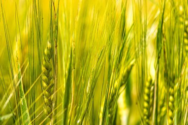 Tarım alanında büyüyen buğday kulağı, olgunlaşmamış yeşil tahıllar, yakın plan, yumuşak odak, organik gıda