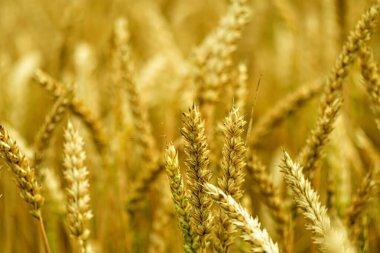 Buğday kulaklarını kapat, yaz günlerinde buğday tarlası, hasat zamanı, seçici odaklanma.