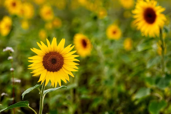 太陽の下でのひまわり畑 夏の鮮やかな花の風景 美しい太陽の花の花 緑豊かな葉を持つ多くの植物 — ストック写真