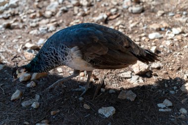 Bir tavus kuşu güneşli bir ortamda taşların arasında yiyecek arıyor..