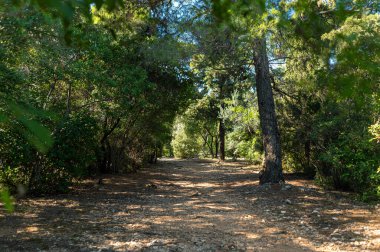 Ziyaretçiler, Dubrovnik 'teki canlı ağaçlarla çevrili Lokrum Adası' nda huzurlu bir patika boyunca yürüyorlar..