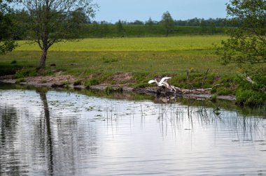 Balıkçıl, canlı yeşilliklerle çevrili sakin bir nehrin üzerinde uçarken kanatlarını açar..