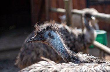 Parlak güneş ışığı altında bir çiftlikte gözlemlenen eşsiz tüyleri olan iki emus..
