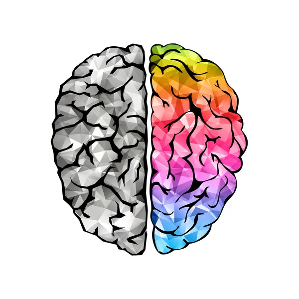 Concepto creativo del cerebro humano — Vector de stock